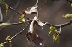 Quercus palustris