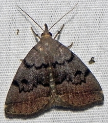 Zanclognatha dentata