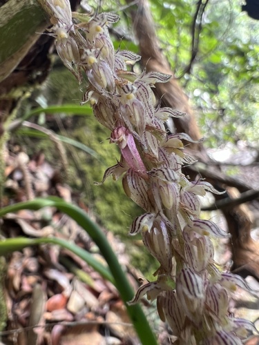 Bulbophyllum lilacinum