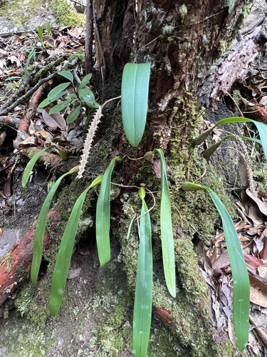 Bulbophyllum lilacinum Ridl. 3