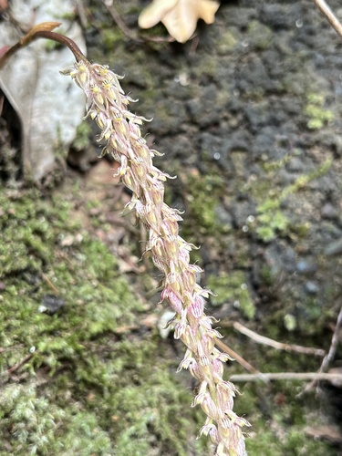 Bulbophyllum lilacinum Ridl. 4