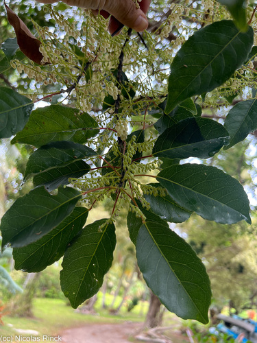 Elaeocarpus rotundifolius observed 2023-11-19