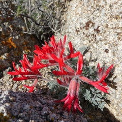 Astragalus coccineus