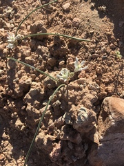 Androstephium breviflorum