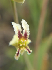 Streptanthus glandulosus secundus
