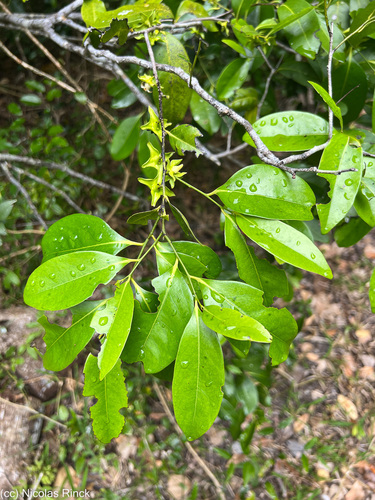 Diospyros samoensis observed 2023-11-19