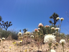 Chaenactis stevioides