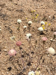 Chaenactis stevioides