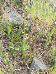 Streptanthus glandulosus secundus