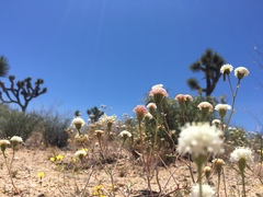 Chaenactis stevioides