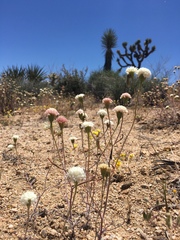 Chaenactis stevioides