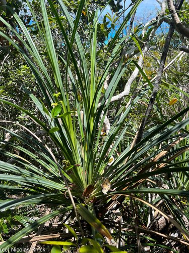 Pandanus decumbens observed 2023-11-21