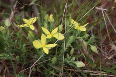 Hypericum suffruticosum