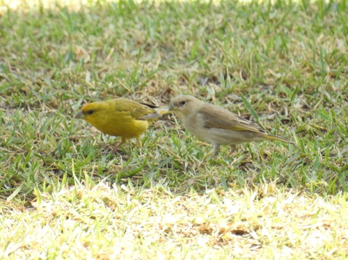 Orange-fronted Yellow Finch (Sicalis columbiana), photo 10
