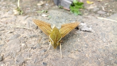 Xylophanes crotonis