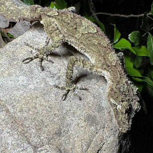 Southern Leaf-tailed Gecko