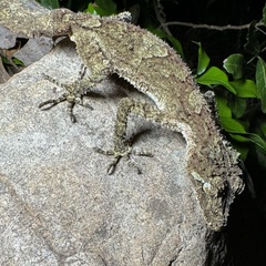 Southern Leaf-Tailed Gecko photo 3