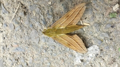 Xylophanes crotonis