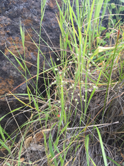 Streptanthus glandulosus secundus