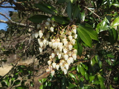 Pieris japonica