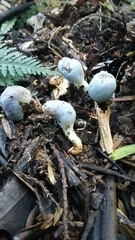 Clavogaster virescens