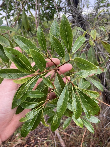 White bully (Sideroxylon salicifolium)