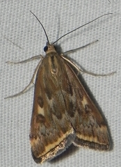 Loxostege munroealis