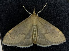 Anania mysippusalis