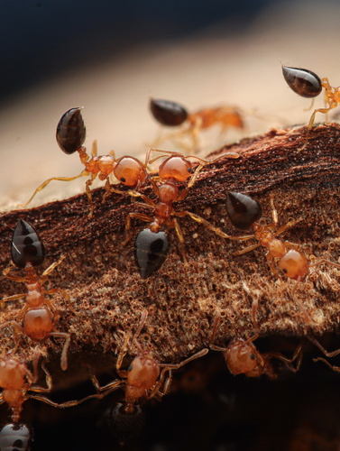 Crematogaster clariorCrematogaster clarior