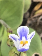 Craterostigma plantagineum, photograph (c) Tam, some rights reserved (CC BY-SA)
