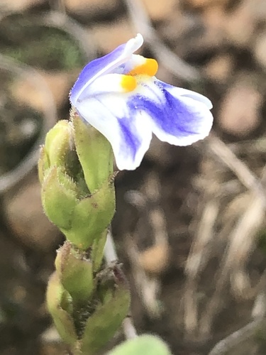 Craterostigma plantagineum, photograph 6