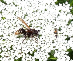 Polistes cinerascens