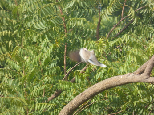 Vinaceous Dove