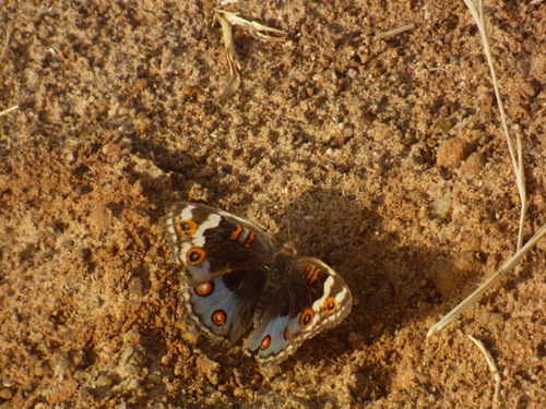 Blue Pansy