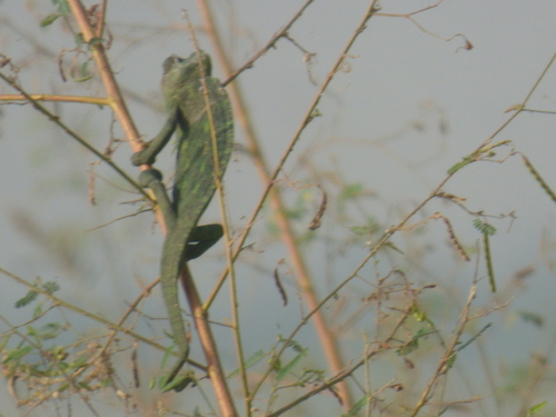 African Chameleon