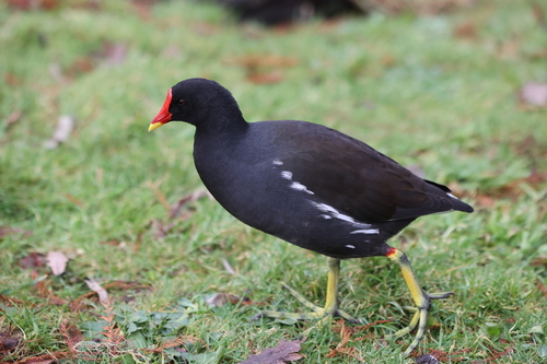 Gallinule poule-d'eau