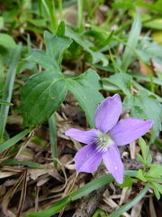 Viola triloba