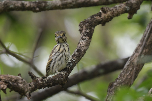 African Broadbill
