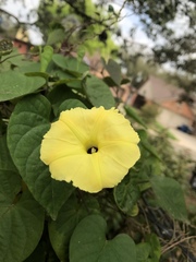 Ipomoea ochracea