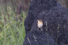 Dambo Cisticola photo 3