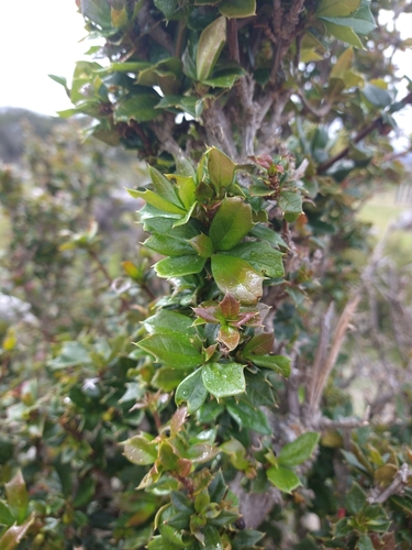 Image of Berberis ilicifolia by (c) Pablo, some rights reserved (CC BY)