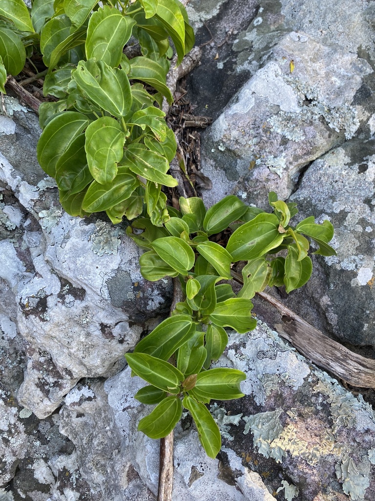 Scepocarpus trinervis; photograph Sunčana Bradley, CC BY, iNaturalist via GBIF
