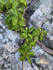 Scepocarpus trinervis