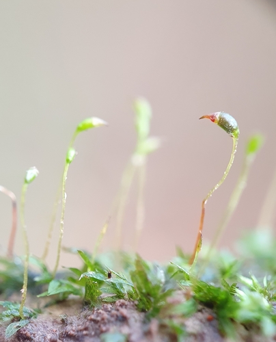 Image of Fissidens incurvus by no rights reserved