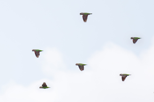 Grey-headed Parrot