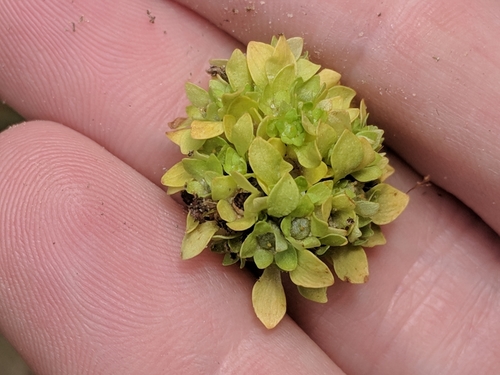 Image of Lepuropetalon spathulatum by (c) Eric Knight, some rights reserved (CC BY)