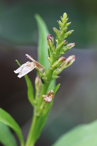 Image of Justicia gendarussa by no rights reserved
