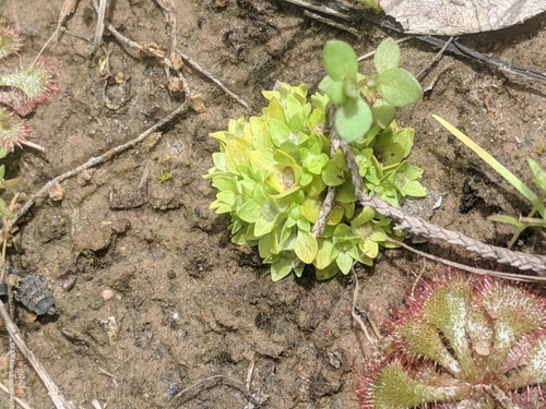 Image of Lepuropetalon spathulatum by (c) Eric Knight, some rights reserved (CC BY)