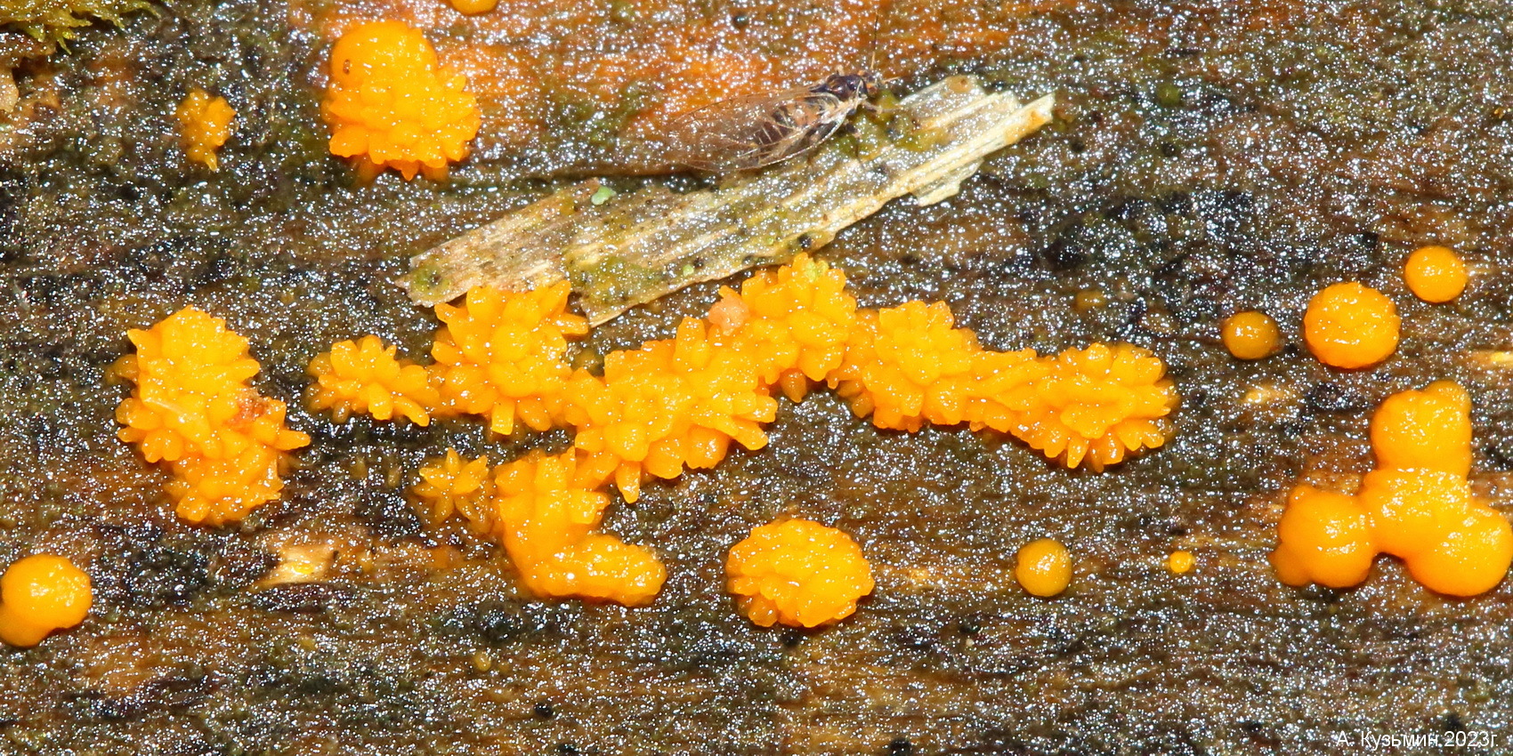 Дакримицес Исчезающий (Dacrymyces stillatus)