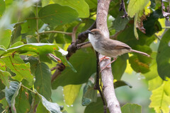 Trilling Cisticola photo 2